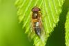Epistrophe eligans
